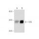 CCS Antibody (E-5) - Western Blotting - Image 145037