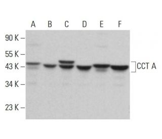 CCT A Antibody (F-6) - Western Blotting - Image 382345 