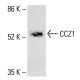 CCZ1 Antibody (B-7) - Western Blotting - Image 415637