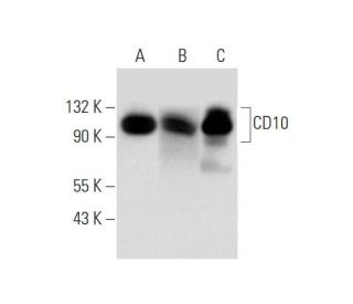 CD10 Antibody (F-4) - Western Blotting - Image 344727 