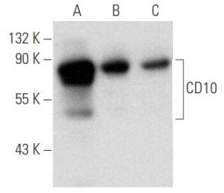 CD10 Antibody (SN5c/L4-1A1) - Western Blotting - Image 354704 