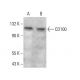 CD100 Antibody (148-2D12) - Western Blotting - Image 379220