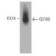 CD100 Antibody (30) - Western Blotting - Image 127509 