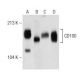 CD100 Antibody (30) - Western Blotting - Image 148892