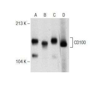 CD100 Antibody (30) - Western Blotting - Image 148926 