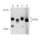 CD100 Antibody (30) - Western Blotting - Image 148926 