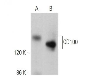 CD100 Antibody (C-3) - Western Blotting - Image 369750 