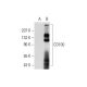 CD100 Antibody (D-5) - Western Blotting - Image 72873