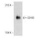 CD100 Antibody (D-5) - Western Blotting - Image 148891 