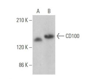 CD100 Antibody (D-5) - Western Blotting - Image 373037 