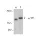 CD100 Antibody (D-5) - Western Blotting - Image 373037 