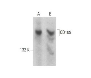 CD109 Antibody (B-9) - Western Blotting - Image 128750 