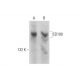 CD109 Antibody (B-9) - Western Blotting - Image 128750 