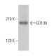 CD109 Antibody (B-9) - Western Blotting - Image 363858