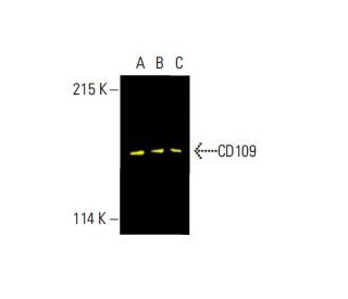 CD109 Antibody (C-9) - Western Blotting - Image 395871 