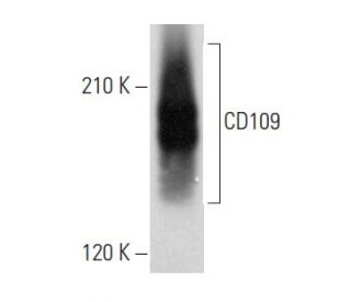 CD109 Antibody (H-7) - Western Blotting - Image 357993 