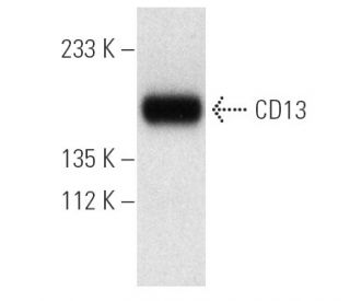 CD13 Antibody (3D8) - Western Blotting - Image 4739 