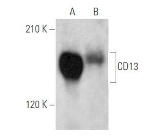 CD13 Antibody (A-5) - Western Blotting - Image 356543 