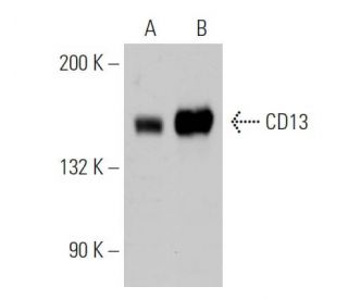 CD13 Antibody (BR2) - Western Blotting - Image 374111 