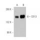 CD13 Antibody (BR2) - Western Blotting - Image 374111 