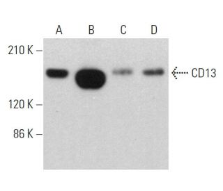 CD13 Antibody (H-8) - Western Blotting - Image 359363 