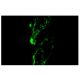 CD13 Antibody (SJ1D1) - Immunofluorescence - Image 4741