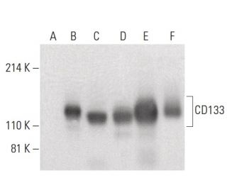 CD133 Antibody (E-11) - Western Blotting - Image 399630