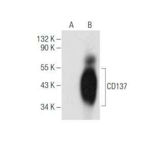 CD137 Antibody (0.N.185) - Western Blotting - Image 57575