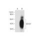 CD137 Antibody (0.N.185) - Western Blotting - Image 57575