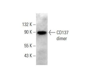CD137 Antibody (G-1) - Western Blotting - Image 139168