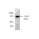 CD137 Antibody (G-1) - Western Blotting - Image 139168
