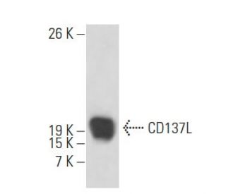 CD137L Antibody (ANC5D6) - Western Blotting - Image 17565