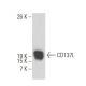 CD137L Antibody (ANC5D6) - Western Blotting - Image 17565