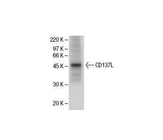 CD137L Antibody (AT113-2) - Western Blotting - Image 47808 