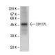CD137L Antibody (AT113-2) - Western Blotting - Image 47808 