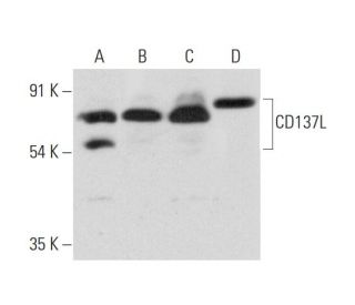 CD137L Antibody (G-10) - Western Blotting - Image 318050 
