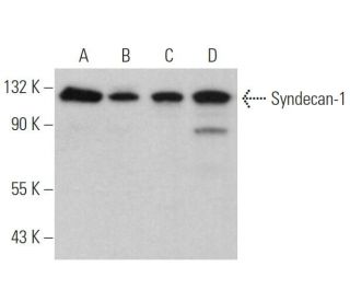 CD138/SDC1/Syndecan-1 Antibody (DL-101) - Western Blotting - Image 361035Each CRISPR/Cas9 Knockout (KO) Plasmid product consists of a pool of 3 plasmids designed to ensure identification and cleavage of a specific gene for maximum knockout efficiency. Each plasmid encodes a unique 20 nt sequence derived from the GeCKO (v2) library. 