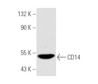 CD14 Antibody (UCH-M1) - Western Blotting - Image 4742Each CRISPR/Cas9 Knockout (KO) Plasmid product consists of a pool of 3 plasmids designed to ensure identification and cleavage of a specific gene for maximum knockout efficiency. Each plasmid encodes a unique 20 nt sequence derived from the GeCKO (v2) library.