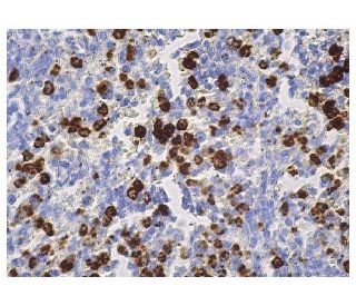 CD15 Antibody (C3D-1) - Immunohistochemistry - Image 156539 