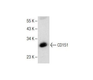 CD151 Antibody (H-8) - Western Blotting - Image 282214 