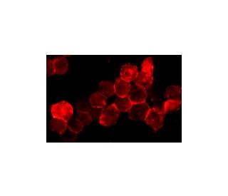 CD154 Antibody (TRAP1) - Immunofluorescence - Image 4976