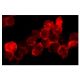 CD154 Antibody (TRAP1) - Immunofluorescence - Image 4976