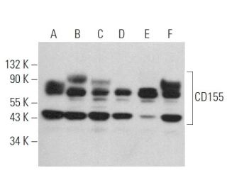 CD155 Antibody (B-6) - Western Blotting - Image 368735 