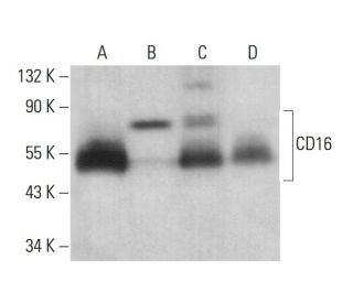 CD16 Antibody (2Q1240) - Western Blotting - Image 378523 