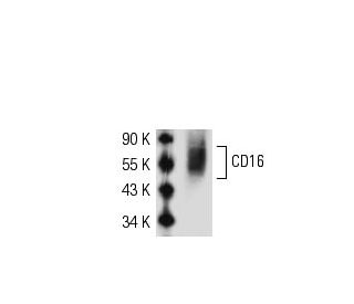 CD16 Antibody (B-E16) - Western Blotting - Image 50743 