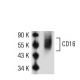 CD16 Antibody (B-E16) - Western Blotting - Image 50743 