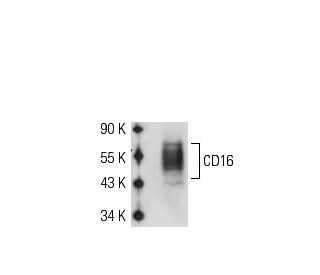 CD16 Antibody (GRM1) - Western Blotting - Image 50750 