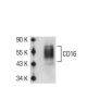 CD16 Antibody (GRM1) - Western Blotting - Image 50750 