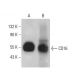 CD16 Antibody (GRM1) - Western Blotting - Image 378527