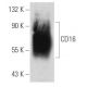 CD16 Antibody (LNK16) - Western Blotting - Image 50744